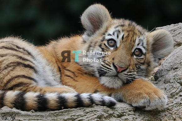 Siberian tiger cub (Slightly grainy, but still detailed)