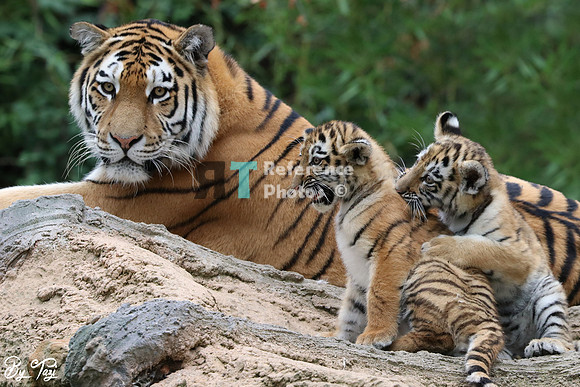 Siberian tiger mother and cubs