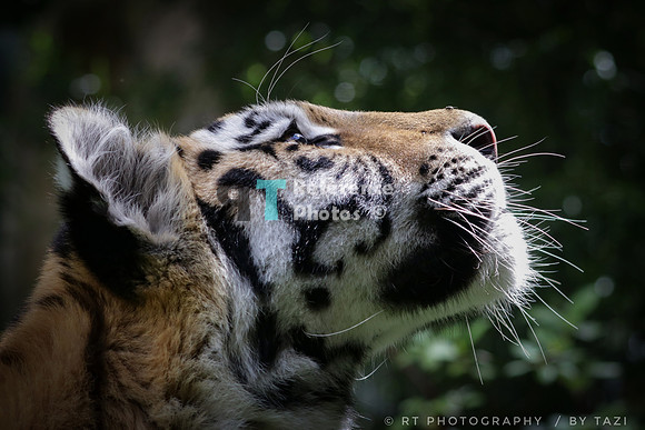 Siberian tiger cub