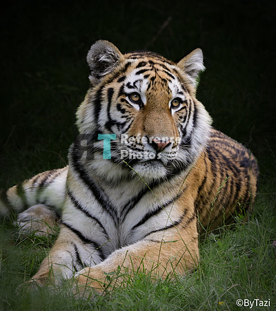 Siberian tiger cub