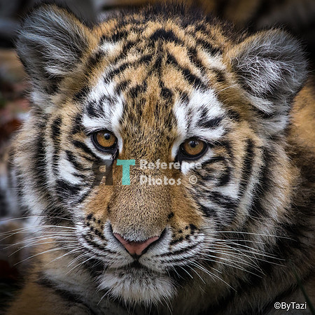 Siberian tiger cub