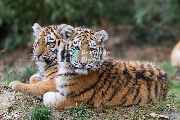 Siberian tiger cubs