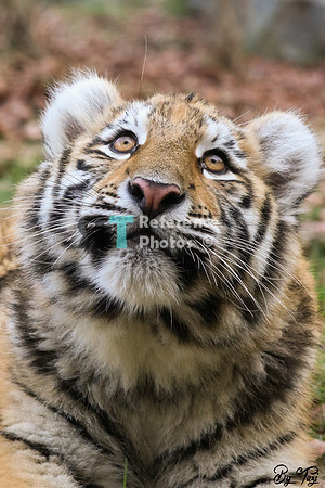 Siberian tiger cub
