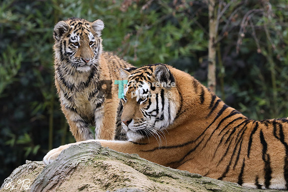 Siberian tiger mother and cub