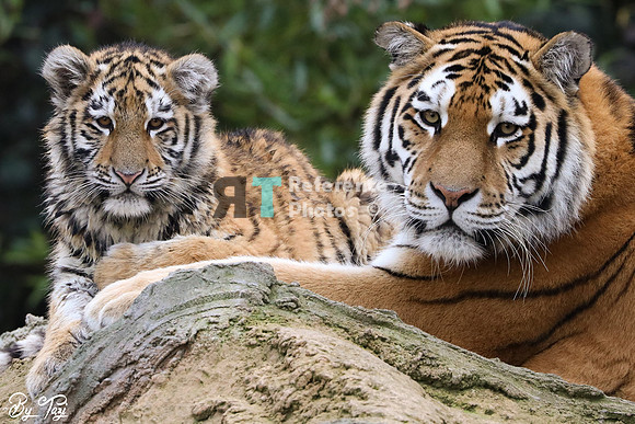 Siberian tiger cub and mother