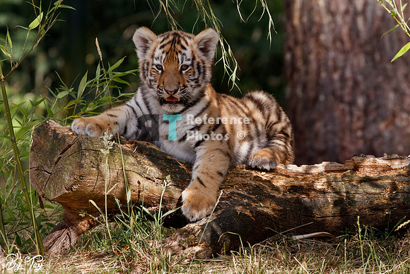 Siberian tiger cub (Quite grainy, but still very detailed)