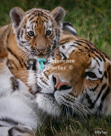 Siberian tiger mother and cub