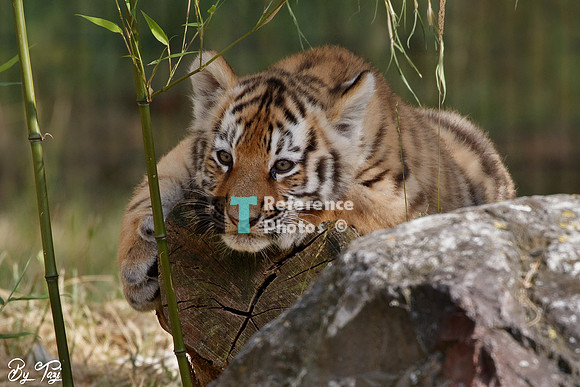 Siberian tiger cub (Quite grainy, but still very detailed)