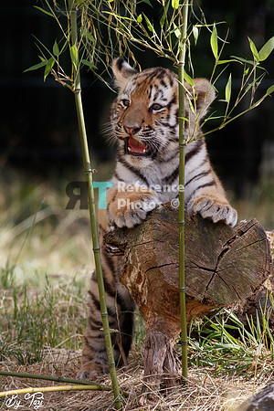 Siberian tiger cub (Quite grainy, but still very detailed)