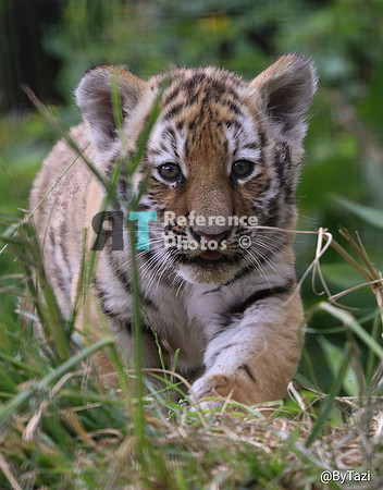 Siberian tiger cub