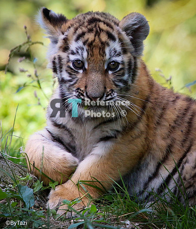Siberian tiger cub
