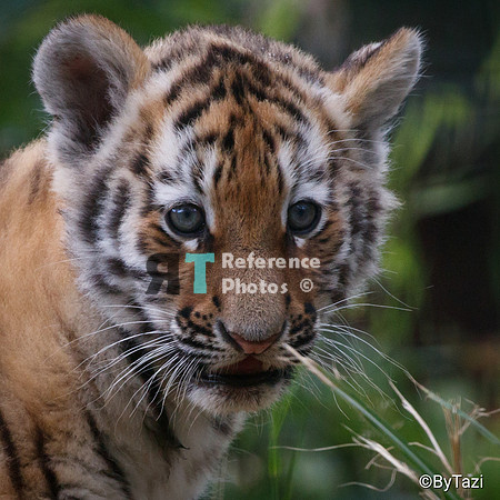 Siberian tiger cub