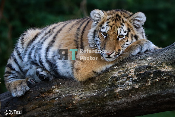 Siberian tiger cub