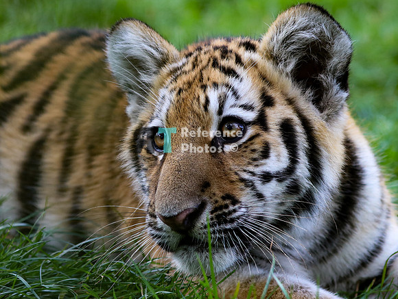 Siberian tiger cub