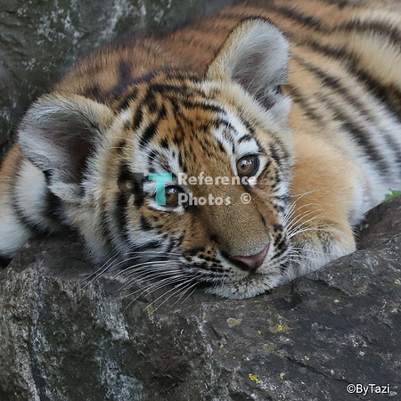Siberian tiger cub