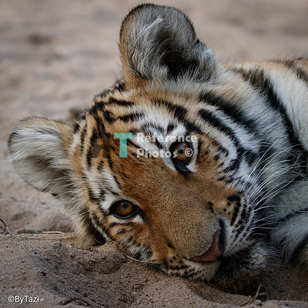 Siberian tiger cub