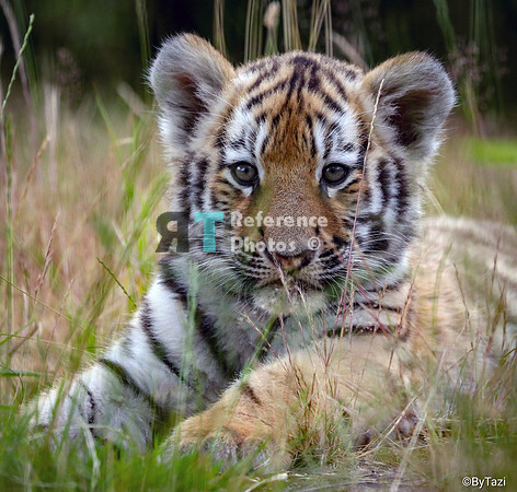 Siberian tiger cub in grass