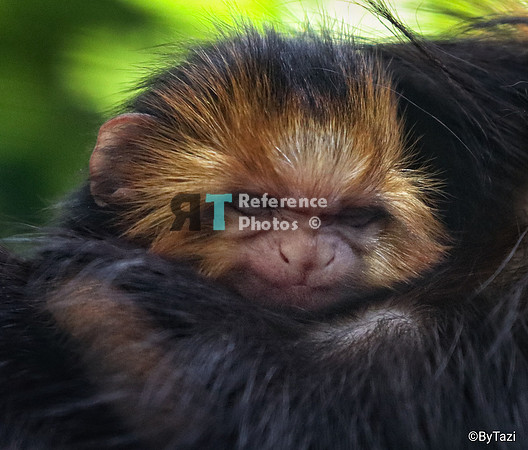Golden-headed lion tamarin baby (A little grainy, but still detailed)
