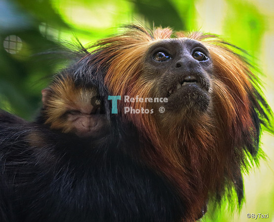 Golden-headed lion tamarin