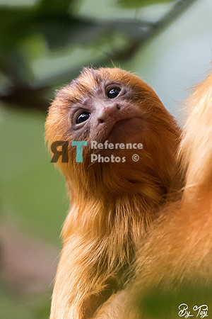 Golden lion tamarin