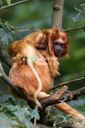 Golden lion tamarin with twins