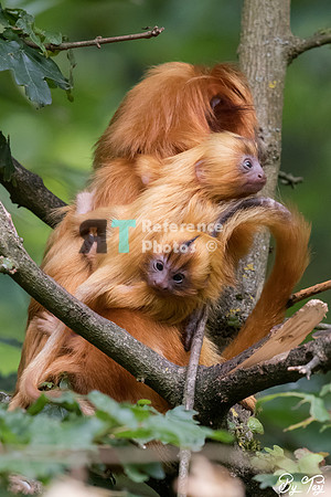 Golden lion tamarin twins