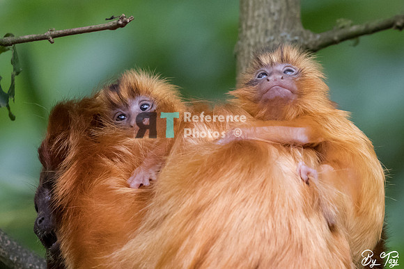 Golden lion tamarin twins