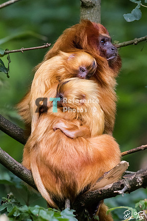 Golden lion tamarin with twins