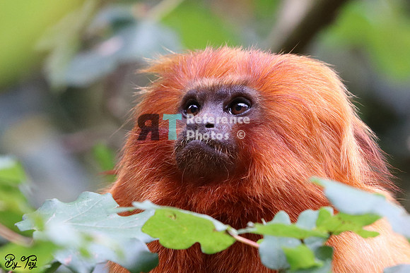 Golden lion tamarin
