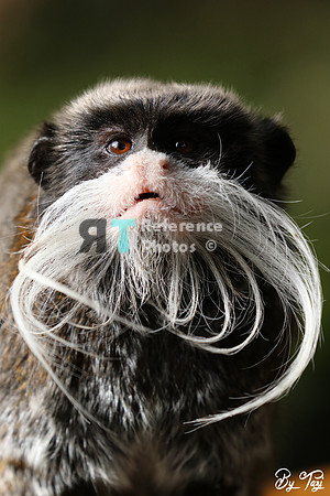 Emperor tamarin