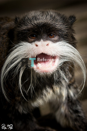 Emperor tamarin