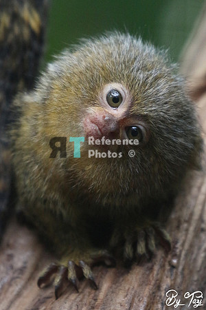 Pygmy marmoset