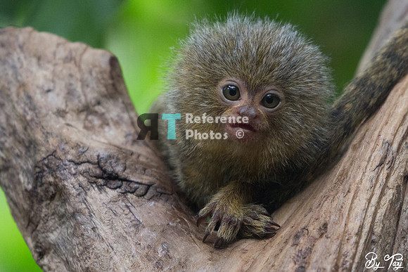 Pygmy marmoset