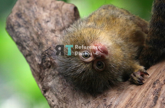 Pygmy marmoset