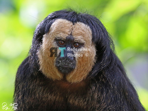 White-faced saki (male)