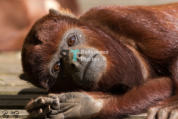 Colombian red howler