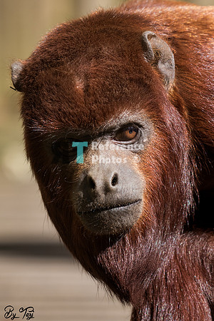 Colombian red howler
