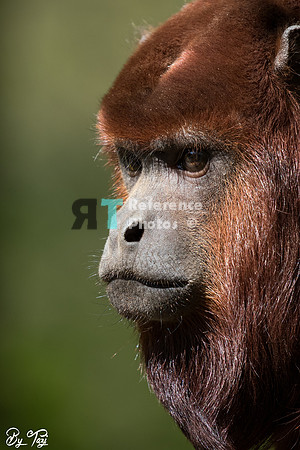 Colombian red howler