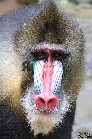 Mandrill