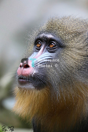 Mandrill