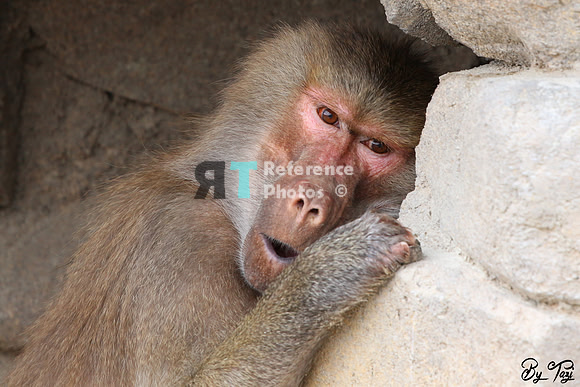 Hamadryas baboon