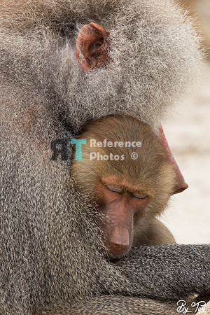 Hamadryas baboon