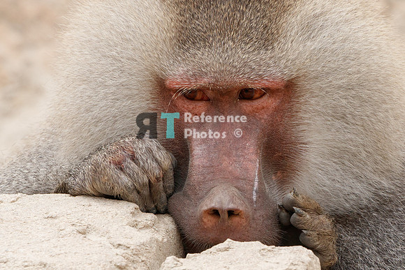 Hamadryas baboon
