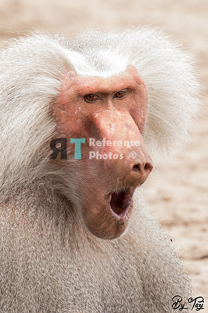 Hamadryas baboon