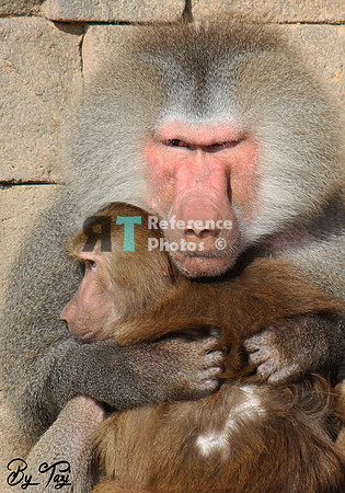 Hamadryas baboon
