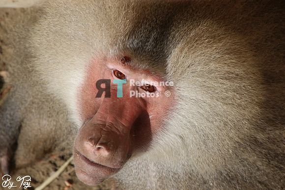 Hamadryas baboon