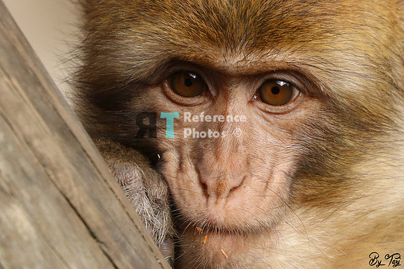 Barbary macaque