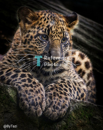 Leopard cub