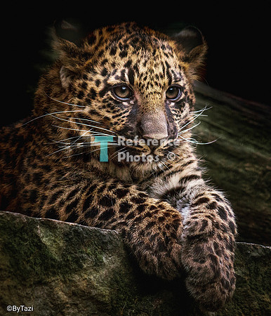 Leopard cub