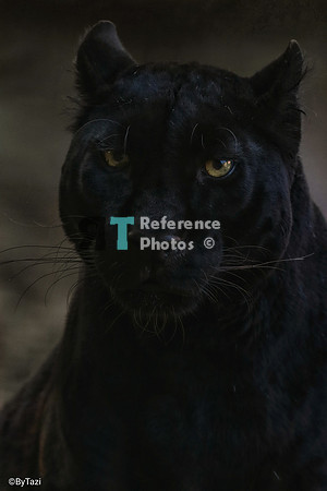 Black leopard